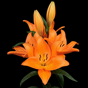 mexican-lilies