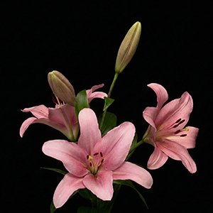 mexican-lilies