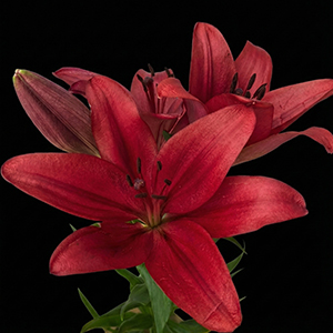 mexican-lilies