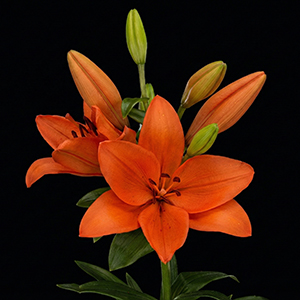 mexican-lilies