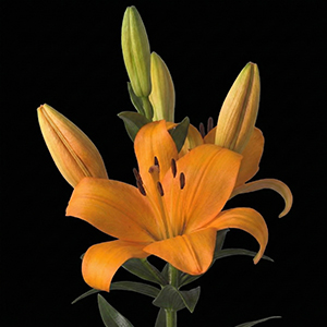 mexican-lilies