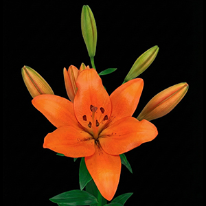 mexican-lilies