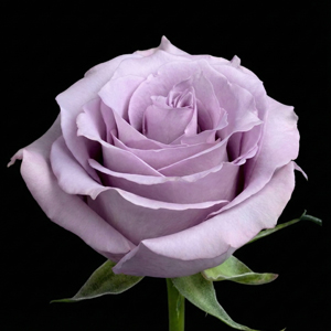 Lavender roses