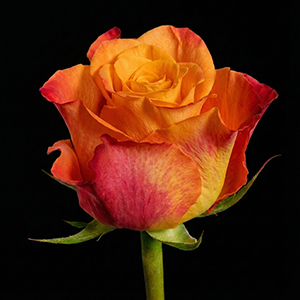Orange roses