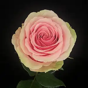 Pink garden roses