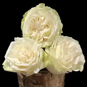 White roses
