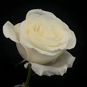 White roses