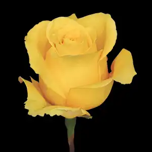 Yellow roses