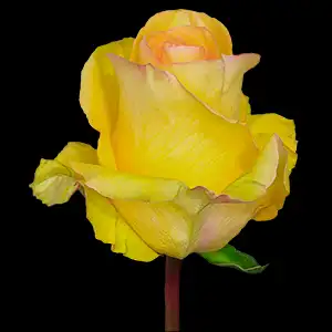 Yellow roses