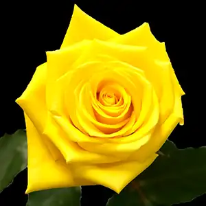 Yellow roses