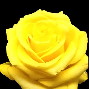 Yellow roses