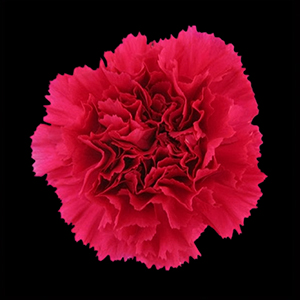 Carnations-summer