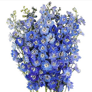 Delphinium-summer