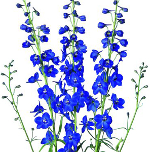 Delphinium-summer