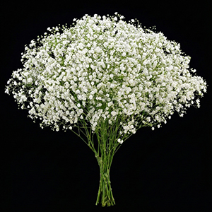 gypsophila-summer