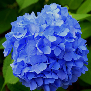 hydrangea-summer