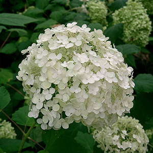 hydrangea-summer