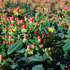 Hypericum-summer