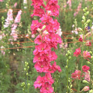 larkspur-summer