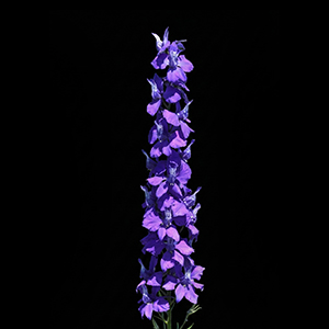larkspur-summer
