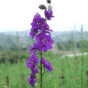 larkspur-summer