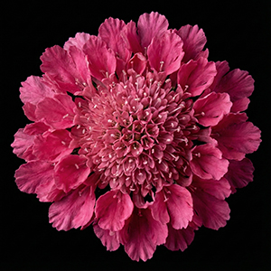 scabiosa-summer
