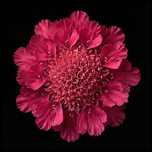 scabiosa-summer