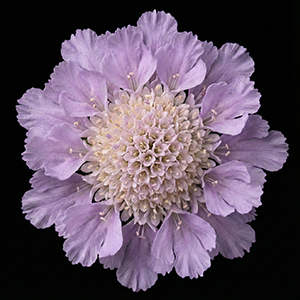 scabiosa-summer